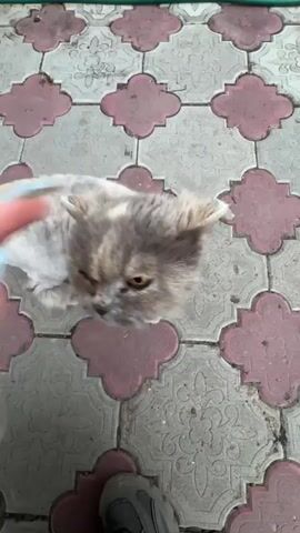 A person in a light blue long-sleeved shirt is petting a cat with a unique haircut. The cat has short, faded gray and white fur, resembling a shaved style, except for the head, which has longer, fluffier fur. The person's hand, with light blue painted nails, strokes the cat's back. The cat is standing on a patterned tile surface featuring alternating gray and pink floral designs. A corner of a gray shoe is visible at the bottom of the frame. A green hose is seen in the background near a white wall.