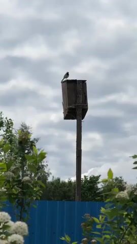A small bird stands atop a weathered wooden birdhouse mounted on a pole. The bird is silhouetted against an overcast sky, punctuated by grey and white clouds. The foreground features lush greenery and flowering bushes, positioned in front of a solid blue metal fence. Beyond the fence, a background of green trees extends into the distance. The shot is taken from a low angle, emphasizing the height of the birdhouse.