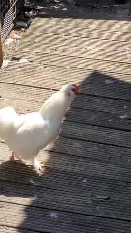 A white chicken stands on a wooden deck. A rooster stands in a cage behind it. The rooster crows. The white chicken turns its head and walks away.