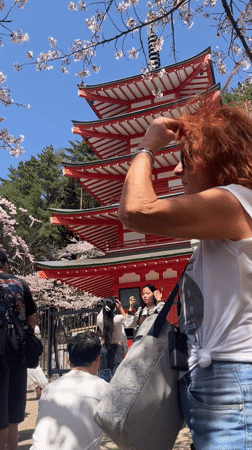Cherry blossom crowds gather at red pagoda in Fujiyoshida