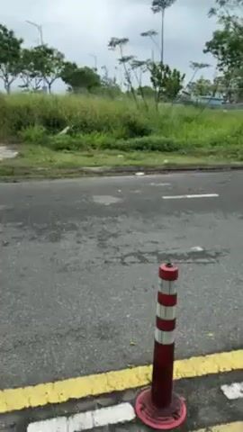 The video opens to a street scene with a gray road and overgrown vegetation alongside it. There is a red and white striped bollard in the lower right corner of the frame. The camera then tilts upwards to show a monkey perched on overhead power lines against a cloudy sky. The monkey is the main subject of the video.