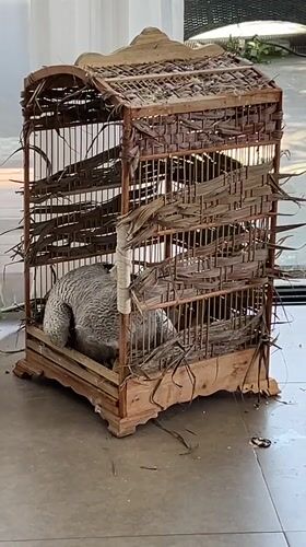 Juvenile owl resting in and around a rustic cage, Bali home