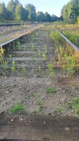 This media file depicts an abandoned railway track in Kineshma, Russia. The tracks are overgrown with grass and weeds, suggesting a lack of use for an extended period. The scene is set outdoors, under a bright sky with scattered clouds, indicating it is daytime, likely late afternoon or early evening due to the warm, golden light bathing the scene.

The main subjects are the railway tracks themselves, with their wooden sleepers and metal rails, now largely obscured by encroaching vegetation. The surrounding environment consists of a dense treeline bordering the railway on both sides, with more distant trees visible in the background. The overall impression is one of nature reclaiming man-made structures, creating a somewhat melancholic yet peaceful atmosphere. There is no discernible activity taking place, emphasizing the stillness and abandonment of the location.

Notable details include the texture of the gravel and soil surrounding the tracks, the vibrant green of the grass and weeds, and the dappled sunlight filtering through the trees. The specific location is identified as Kineshma, Russia, providing geographical context. No visible text is present in the media file.