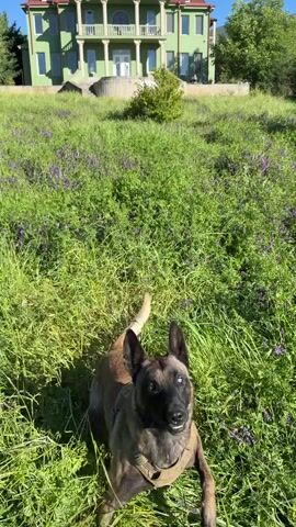 The video shows a tan and black dog jumping through a field of green grass and purple flowers. The dog is wearing a vest. Behind the field is a large, green house with white columns and a red roof. The sky is blue.