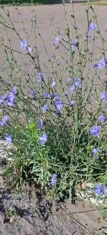 The video shows a close-up view of a patch of chicory plants with numerous small, bright blue flowers. The plants are growing by the side of a paved area, likely a sidewalk or path, with a blurred background of trees and possibly a bench. The lighting suggests it is daytime, and the focus is on the delicate petals and stems of the flowers.