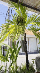 Tropical cafe scene with palm tree captured in North Kuta