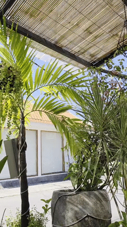 Tropical cafe scene with palm tree captured in North Kuta