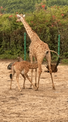 Zoo animals observed by visitors in Nha Trang