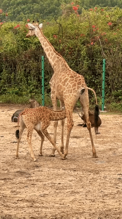 Zoo animals observed by visitors in Nha Trang