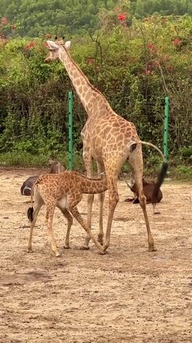 Zoo animals observed by visitors in Nha Trang