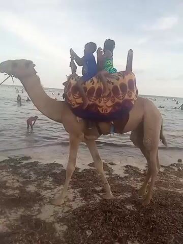 A video shows two children riding a camel on a beach. The children, a boy and a girl, sit on a colorful blanket placed on the camel's back. The boy wears a blue shirt, while the girl wears a green and blue dress. The camel is tan and walking on the sand near the water. There are other people in the background, some in the water. The sky is overcast. The beach is covered with seaweed.