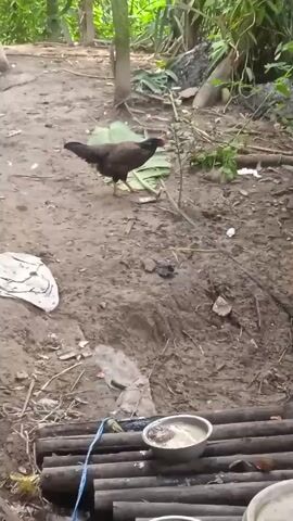 A chicken stands on a large leaf in a muddy yard with some debris and plants in the background. The chicken then walks away from the leaf.