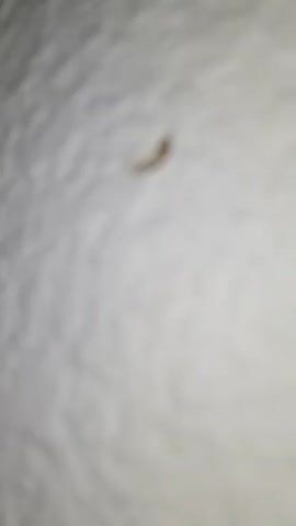 A close-up shot shows a small insect on a white, textured wall. The insect is light brown with long antennae and translucent wings. A human finger approaches the insect but does not touch it. The finger appears pale and slightly out of focus. The background is a white wall with a rough, uneven texture. The lighting is somewhat dim.