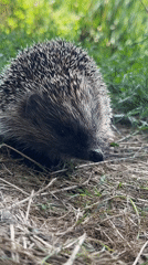Hedgehog spotted foraging in the grass near Makiv, Ukraine