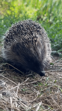 Hedgehog spotted foraging in the grass near Makiv, Ukraine