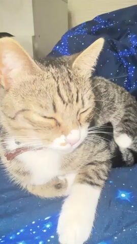 The video shows a close-up of a tabby cat lying on a navy blue blanket with a white star pattern. The cat's head is the primary focus, and its eyes are a bright orange. The cat's fur is a mix of brown, black, and white, with distinct tabby markings. Its ears are perked up, and its whiskers are visible. The cat's mouth is slightly open, and its nose is pink. In the background, a white dresser can be seen, along with a portion of a dark blue object, possibly a comforter, with white stars. The lighting appears to be artificial and is coming from the front of the cat. The cat's gaze shifts slightly throughout the video, and at one point it lowers its head as if to rest.