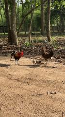 Rural Thai village life captured in morning garden tour