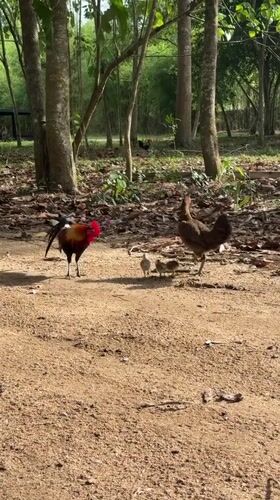 Rural Thai village life captured in morning garden tour