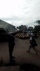 Sheep flock herded through Nairobi streets
