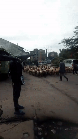 Sheep flock herded through Nairobi streets