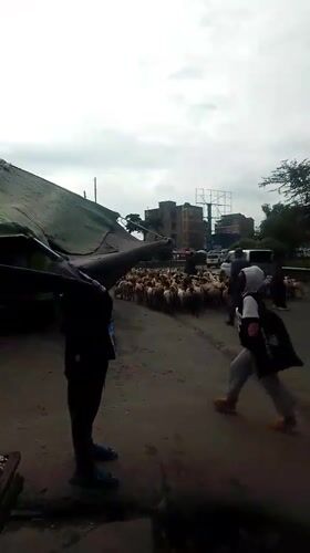 Sheep flock herded through Nairobi streets