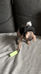 Sphynx cat plays and naps in Kazan home