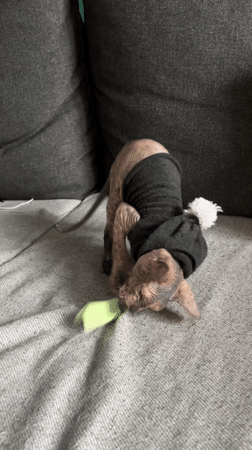 Sphynx cat plays and naps in Kazan home