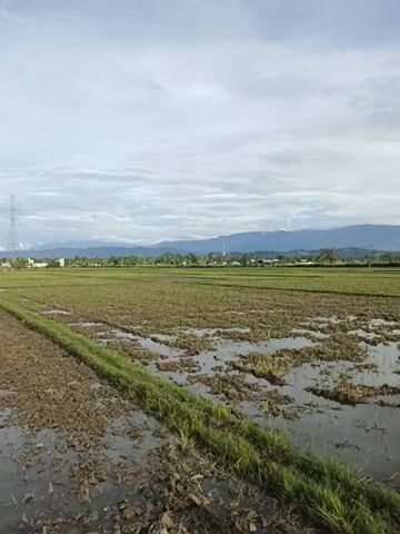 The video shows a wide, flat expanse of farmland under a partly cloudy sky. The field appears to be a rice paddy, with patches of standing water and harvested stalks visible. There's a narrow strip of green vegetation separating different sections of the field. In the distance, there are mountains and some buildings, and a transmission tower is visible in the field. No people are clearly visible in the shot.