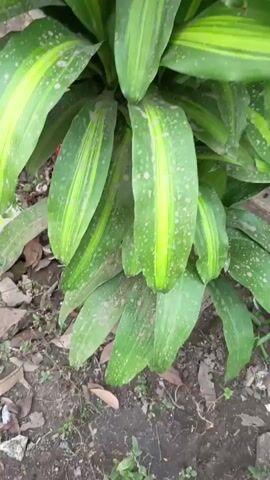 The video shows a close-up, slightly shaky, handheld view of a corn plant, also known as Dracaena fragrans. The plant has long, green, strap-like leaves with yellow stripes down the center. The leaves are covered in what appears to be dust or dirt, with small, light-colored speckles scattered across their surface. The plant is positioned outdoors, with dry leaves and soil visible on the ground around its base. The lighting suggests it is daytime, possibly overcast or in shade. There are no people or animals visible in the frame. The camera moves slightly, offering a slow pan and zoom over the foliage.