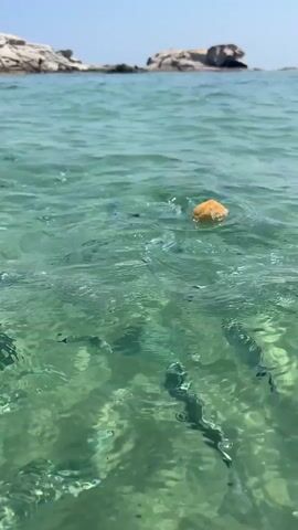 The video shows a piece of bread floating on the surface of clear, turquoise water. Small fish can be seen swimming beneath the bread, attracted by the potential food source. In the background, rocky shorelines and the expanse of the sea under a clear sky are visible. The water is calm with gentle ripples, suggesting a peaceful day. The bright sunlight indicates it is daytime. The location is identified as Castiadas, Italy, which is known for its beautiful beaches and clear waters. The scene evokes a sense of nature interacting with the environment, with the bread serving as an offering to the marine life. There is no visible text in the video.