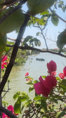 Morning garden scenes captured along Nha Trang waterfront