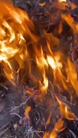 A close-up video shows a bonfire with yellow and orange flames consuming dry leaves and twigs. Smoke rises from the burning material. The video maintains a consistent, slightly shaky angle.