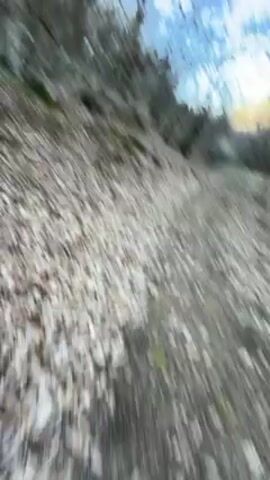 The video depicts a ground-level view of a path covered in fallen leaves winding uphill through a forest. The trees are mostly bare, with branches reaching towards a partly cloudy, blue sky. A white dog wearing a harness trots down the path towards the camera. The environment suggests a cool, possibly late autumn or early spring, season.