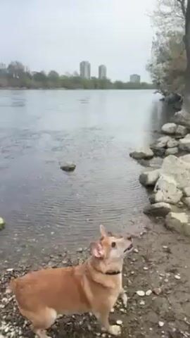 The video shows a wide river with a rocky shoreline. A dog is shown shaking off water after coming out of the river. There is a bridge visible in the background. The sky is cloudy.