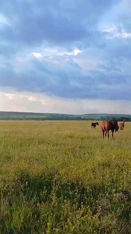 A herd of horses grazes peacefully in a vast, sun-drenched meadow under a dramatic, cloudy sky. The tall, green grass is dotted with yellow wildflowers. The horses, in various shades of brown, are spread out across the field, some with foals accompanying them. The horizon is marked by a gentle line of hills, and the overall scene evokes a sense of tranquility and natural beauty.
