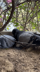 Pigeons nest with egg in Đà Nẵng planter box
