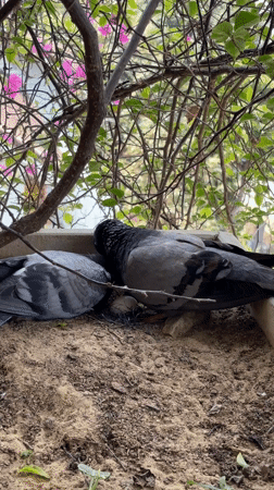 Pigeons nest with egg in Đà Nẵng planter box