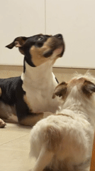 Two dogs rest on tiled floor in Tel Aviv home