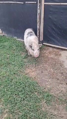 A small, light-colored pig with dark patches on its back stands on grass next to a muddy patch of ground. A dark, tarp-like material is visible behind the pig, attached to a wooden frame. The pig is facing the camera and appears to be looking towards it. The lighting suggests it is daytime.