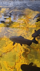Fish observed in tiled ponds across Indonesian villages