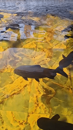 Fish observed in tiled ponds across Indonesian villages