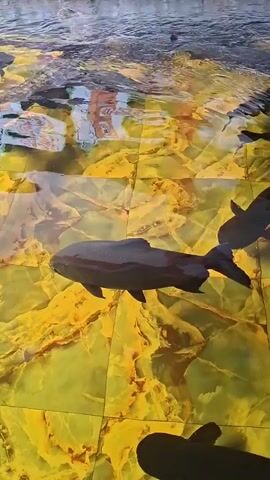 The video shows several large, dark fish swimming in a shallow pond or pool. The floor of the pond is covered in yellow and brown tiles arranged in a square grid pattern. The water is clear, and ripples are visible on the surface. In the background, the edge of the pond is visible. One fish swims alone at the bottom of the screen and two other fish swim near the center.
