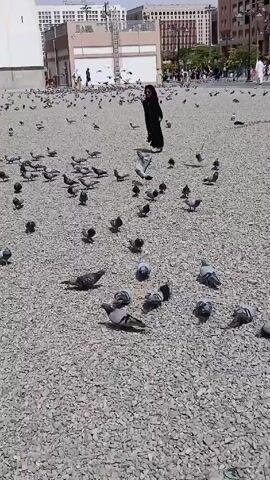 The video shows a large, open, gray, stone-covered plaza where many pigeons are scattered. A person dressed in a black, full-length garment walks among the birds, apparently undisturbed by their presence. The environment includes buildings of various styles and heights in the background, as well as light posts and glimpses of other people moving about in the distance. The setting appears to be an urban or public space.
