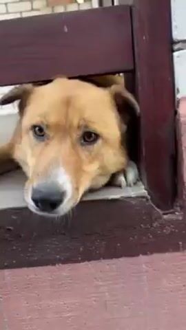 A medium-sized, tan-colored dog with white markings on its face and paws is lying down on a porch, partly obscured by a dark brown wooden railing. The dog is growling aggressively, baring its teeth towards something or someone outside the frame, to the lower right. The porch floor is light grey tile, and a brick wall is visible in the background.