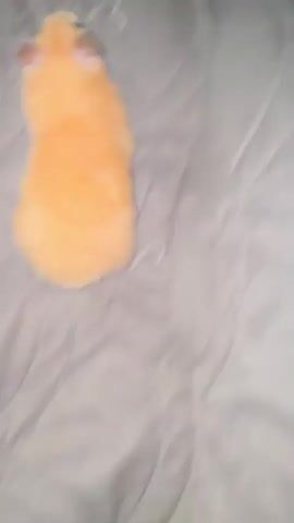 A tan-colored hamster is shown from a top-down perspective, lying on a gray quilted surface. The surface has a pattern of stitched heart shapes. The hamster is positioned in the lower half of the frame, facing towards the left side. Its eyes are visible and it appears to be looking upwards. The hamster's body is slightly curved. The background is consistently gray and textured. The lighting appears to be ambient, casting soft shadows.