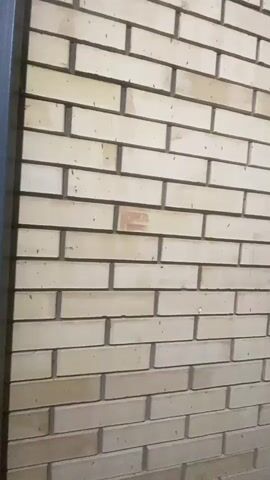 The video shows a close-up view of a brick wall. The bricks are light beige in color and are laid in a running bond pattern. The mortar between the bricks is dark gray. There is a slight vertical tilt to the camera. The wall appears to be outdoors or in a well-lit interior space. There are no people or other objects visible in the frame. The lighting suggests it might be daytime.