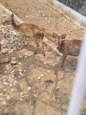 The video shows a close-up view of a wire fence with blue posts. Beyond the fence is a sandy ground with rocks and some dry vegetation. Two deer are visible in the enclosure. One deer is facing away from the camera, while the other is facing the camera and appears to be looking directly at it. The deer are brown with lighter spots. The fence appears to be a temporary enclosure, possibly at a construction site or an animal park.