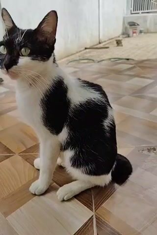 The video shows a black and white cat sitting on a tile floor outdoors. The cat has yellow eyes and long white whiskers. The floor has a checkered pattern. There is a wall and greenery in the background. The camera zooms in and out on the cat.