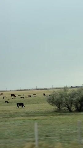 A wide shot of a field with a herd of cows. The sky is a light blue with some clouds. The field is green and appears to be a pasture. There are fence posts visible in the foreground. The cows are spread out across the field, some standing and some lying down. A train is visible in the distance, moving across the landscape.