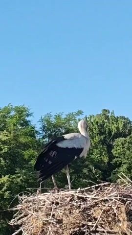 A bird stands in a nest. The bird appears to be a stork with a white head and neck, grey body, and black feathers on its back and wings. It stands still in the center of a large, messy nest of twigs. Behind the nest, green trees and a clear blue sky are visible.